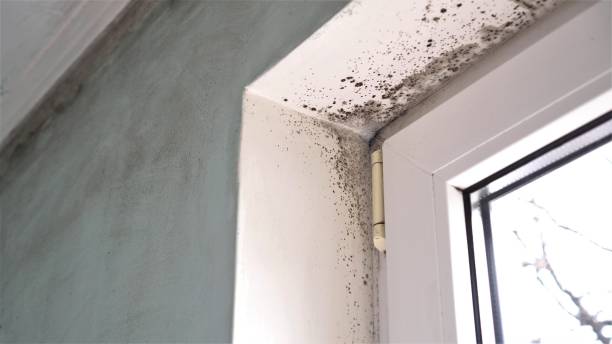 Trusted Salem, WV Mold Remediation Experts