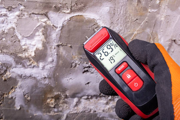 Best Black Mold Remediation in Salem, WV