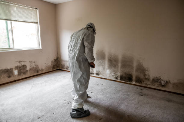 Best Post-Flood Mold Remediation in Salem, WV