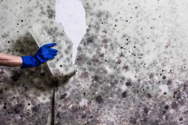 Best Localized Mold Remediation (e.g., coastal areas, humid climates) in Salem, WV