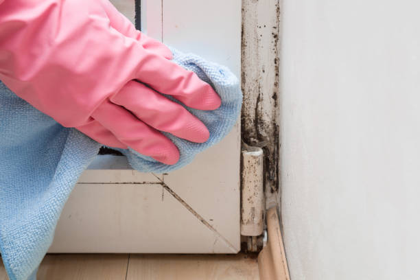 Best Basement Mold Remediation in Salem, WV