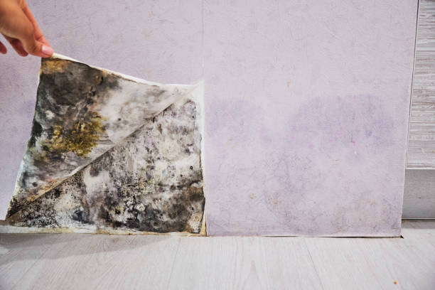 Best Attic Mold Remediation in Salem, WV